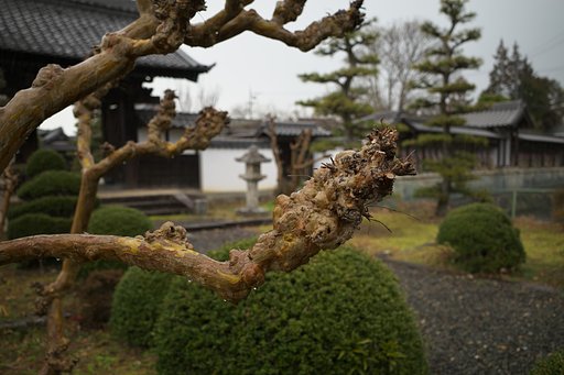 百日紅の冬姿