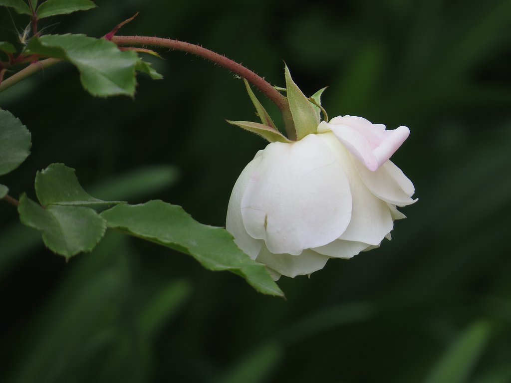 薔薇