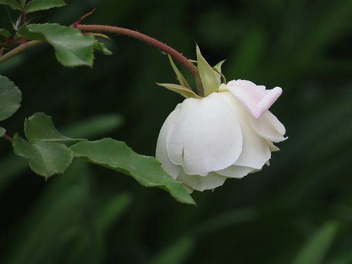 薔薇