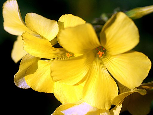 Tamron 90mmF2.8Macro 172E
