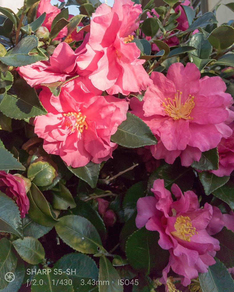 【好きなもの】椿も良いけど山茶花も