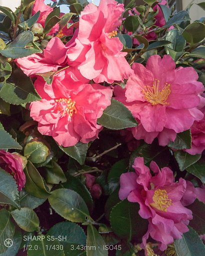 【好きなもの】椿も良いけど山茶花も