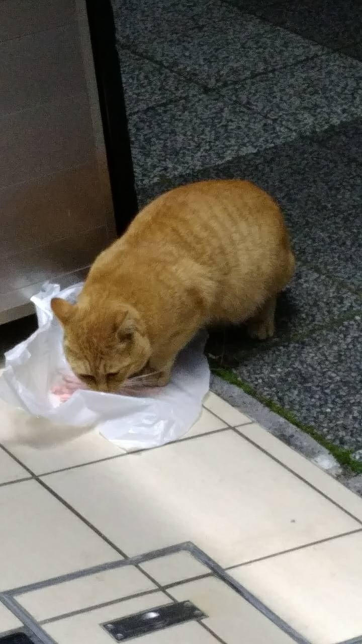 ネコ