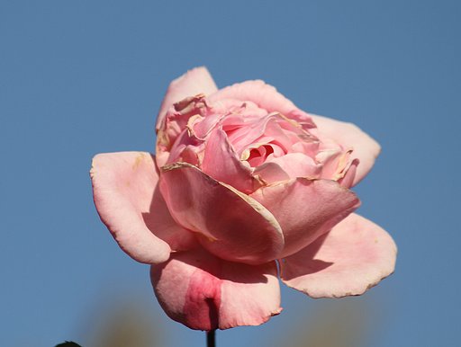 薔薇