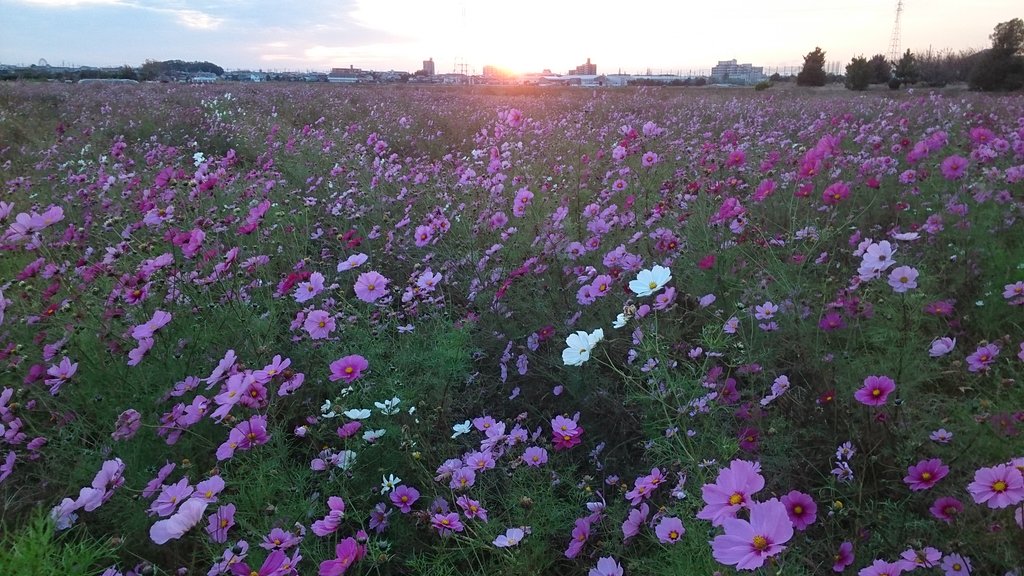 晩秋に暮れ行方(タブレットVer)
