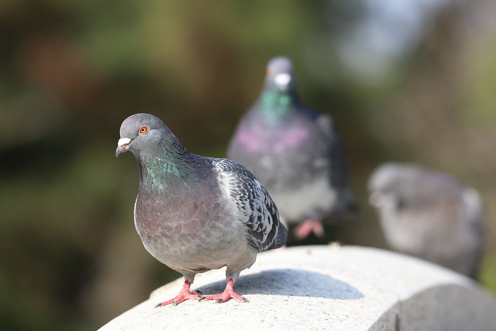 鳩の構造色