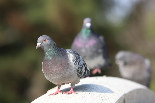 鳩の構造色