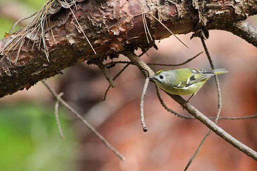 日本一小さな鳥