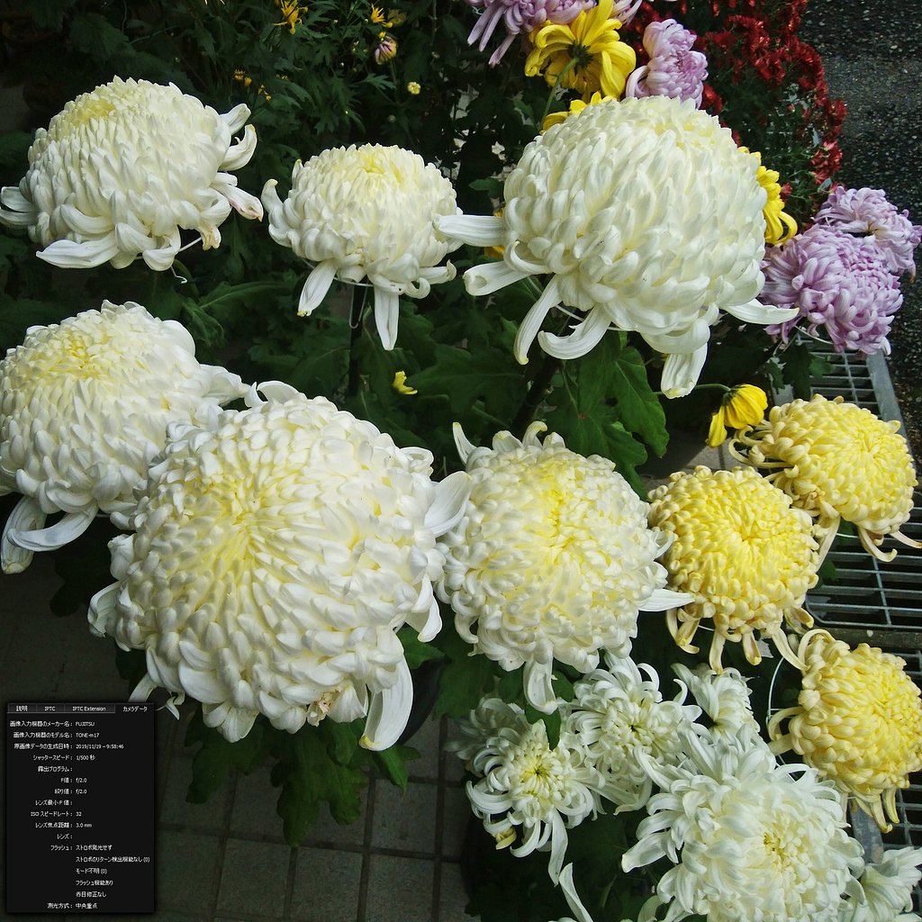 拘らない大輪菊作り