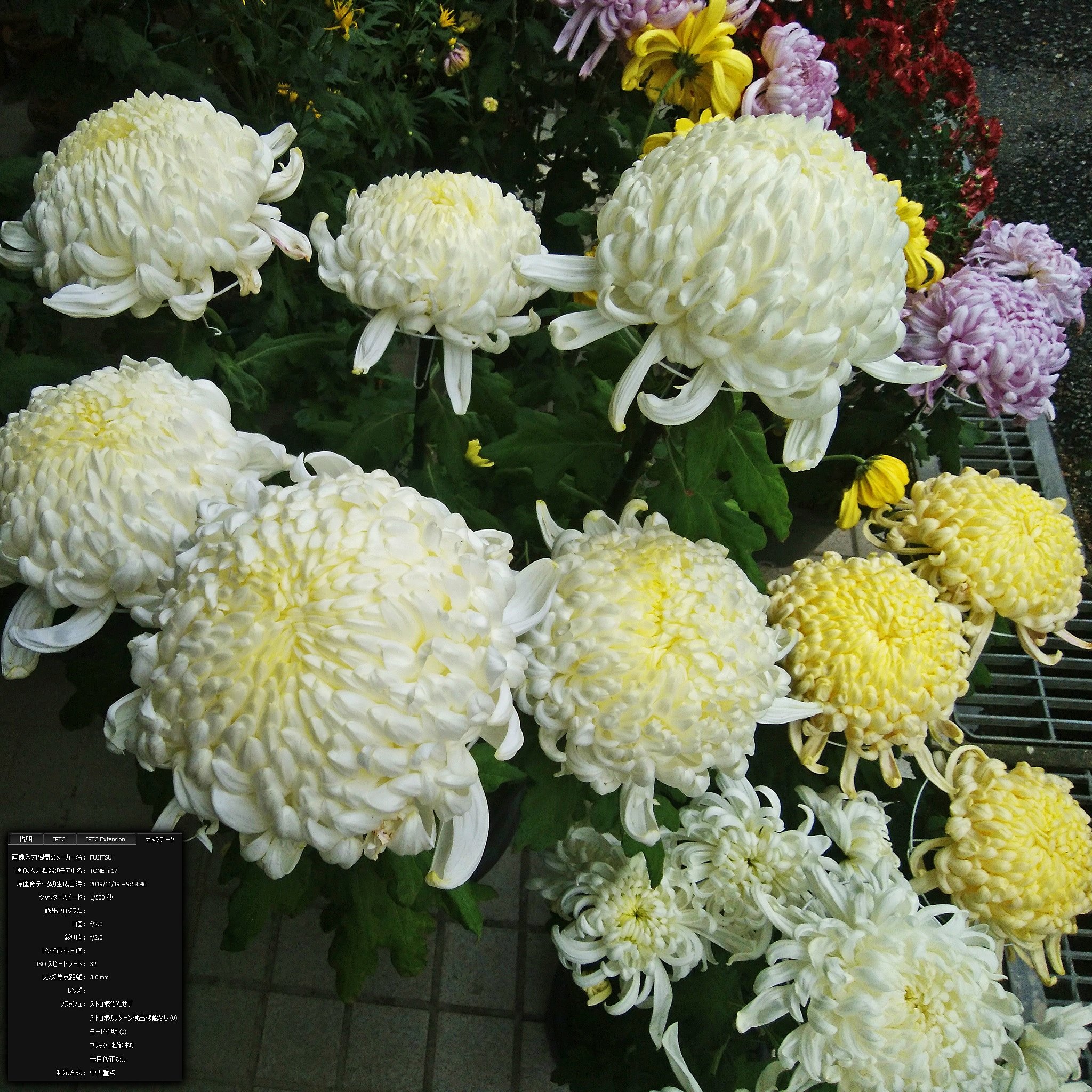 拘らない大輪菊作り