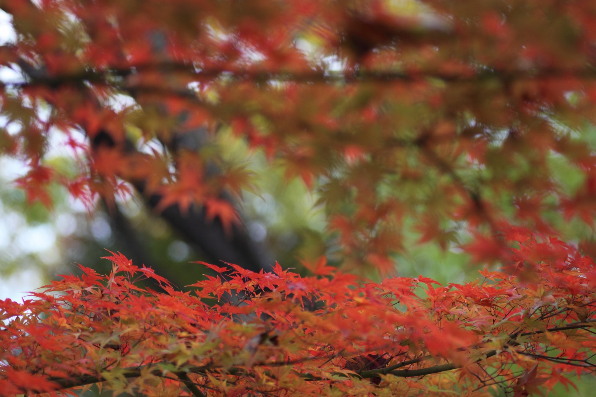 紅葉