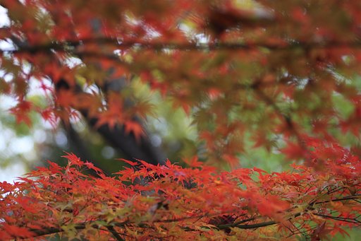 紅葉