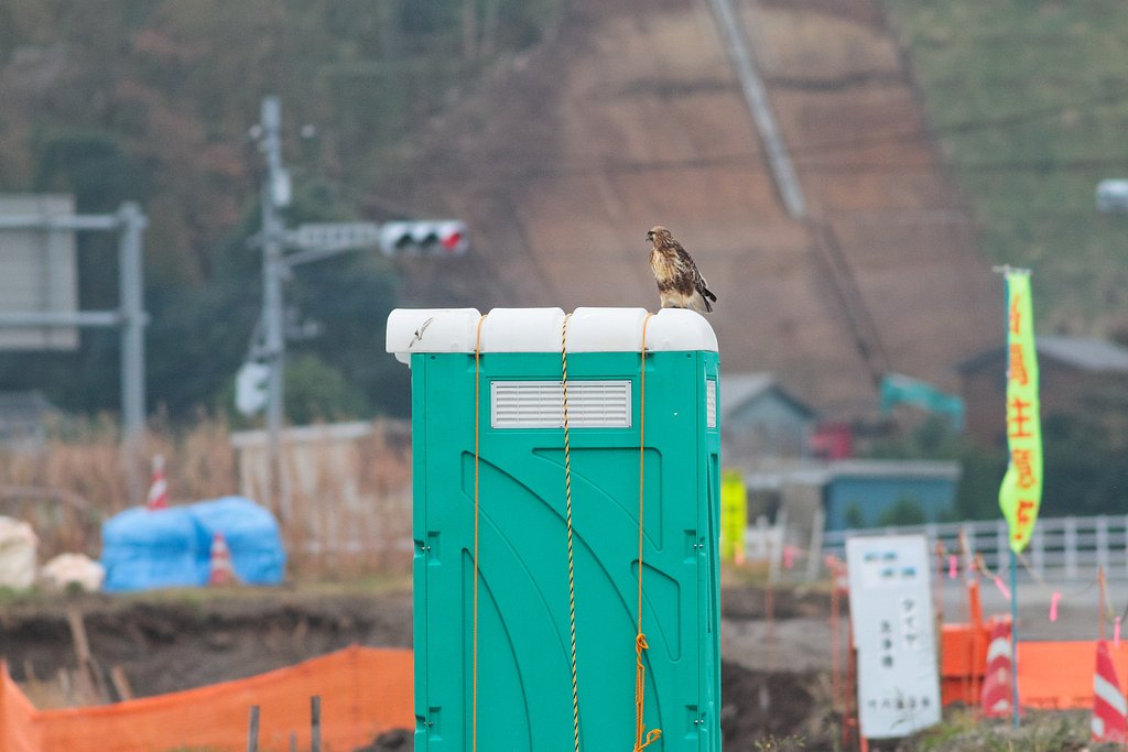 便所ノスリ