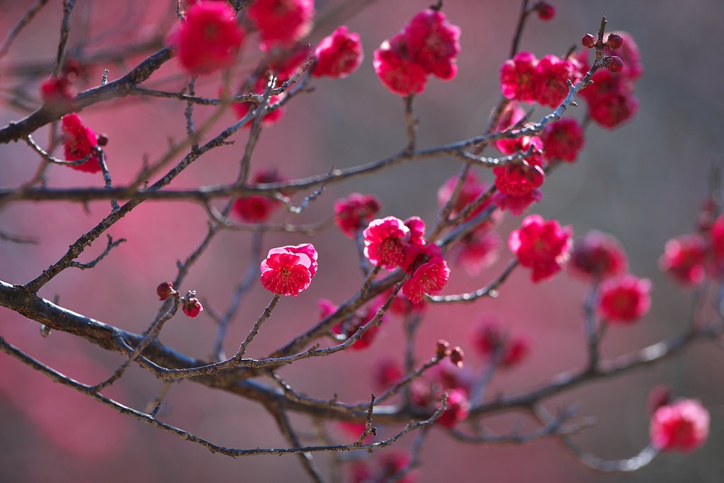 寒紅梅