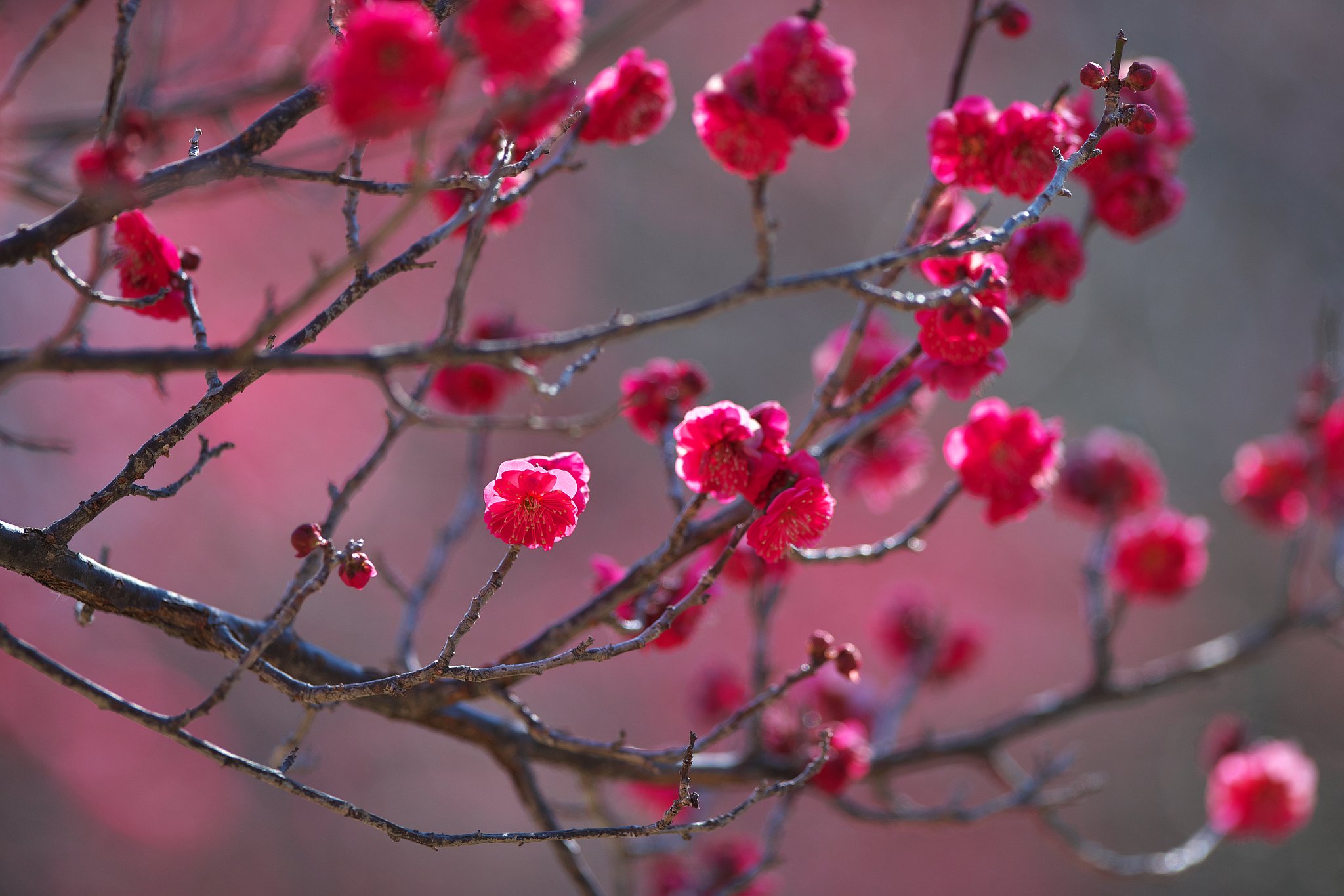 寒紅梅