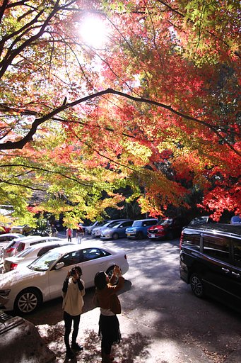 写し屋さん達の肖像・紅葉の見える駐車場