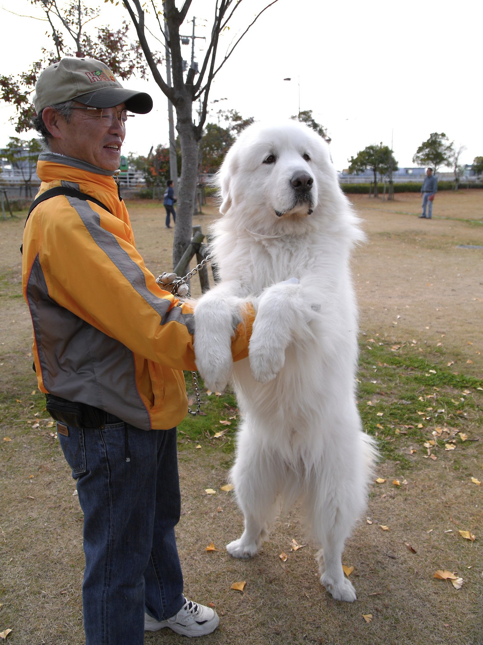 犬