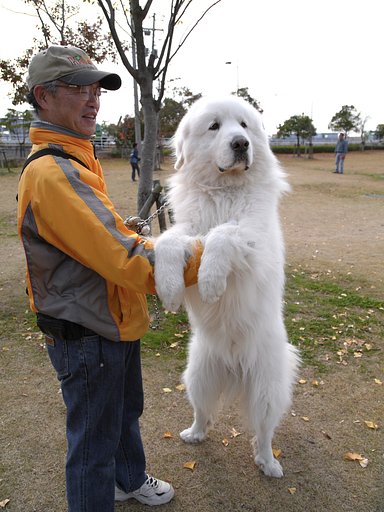 犬