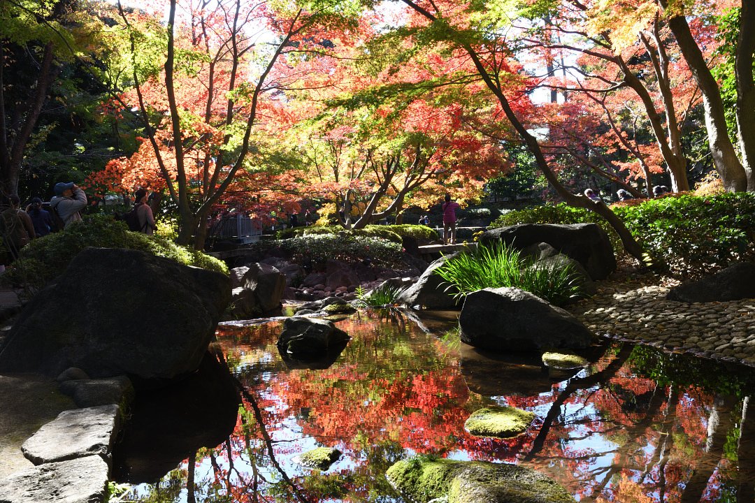 紅葉