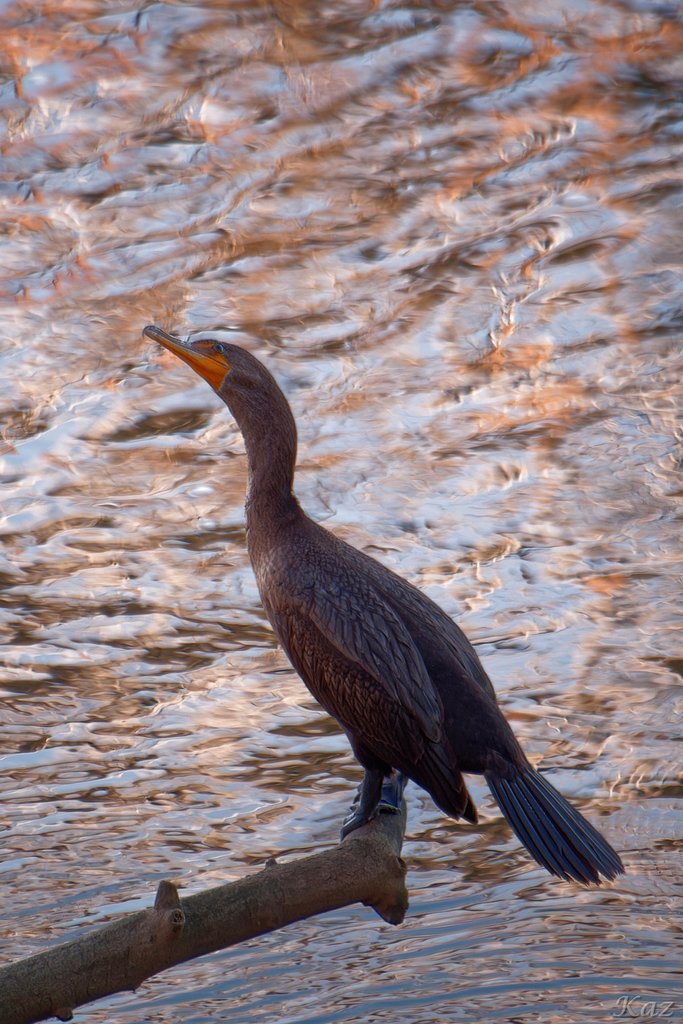 Doublr-crested Cormorant?
