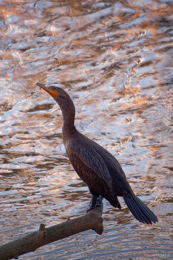 Doublr-crested Cormorant?
