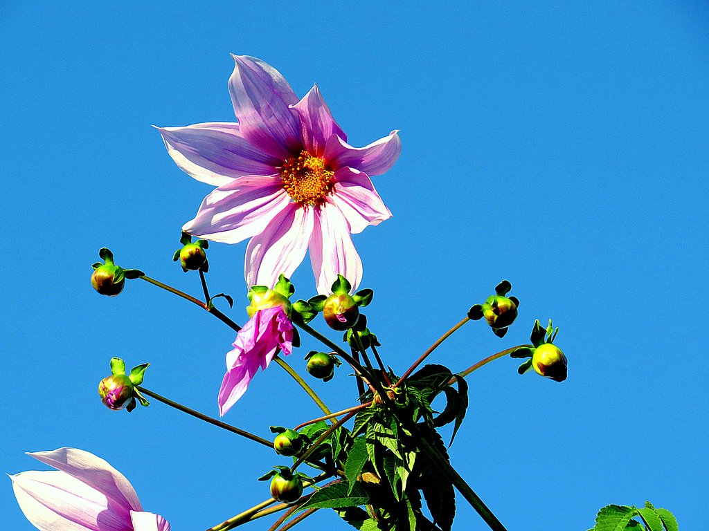 青空の皇帝ダリア