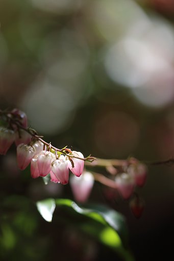 三瀧寺の馬酔木