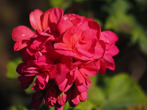 OlympusZD70-300mmF4.0-5.6