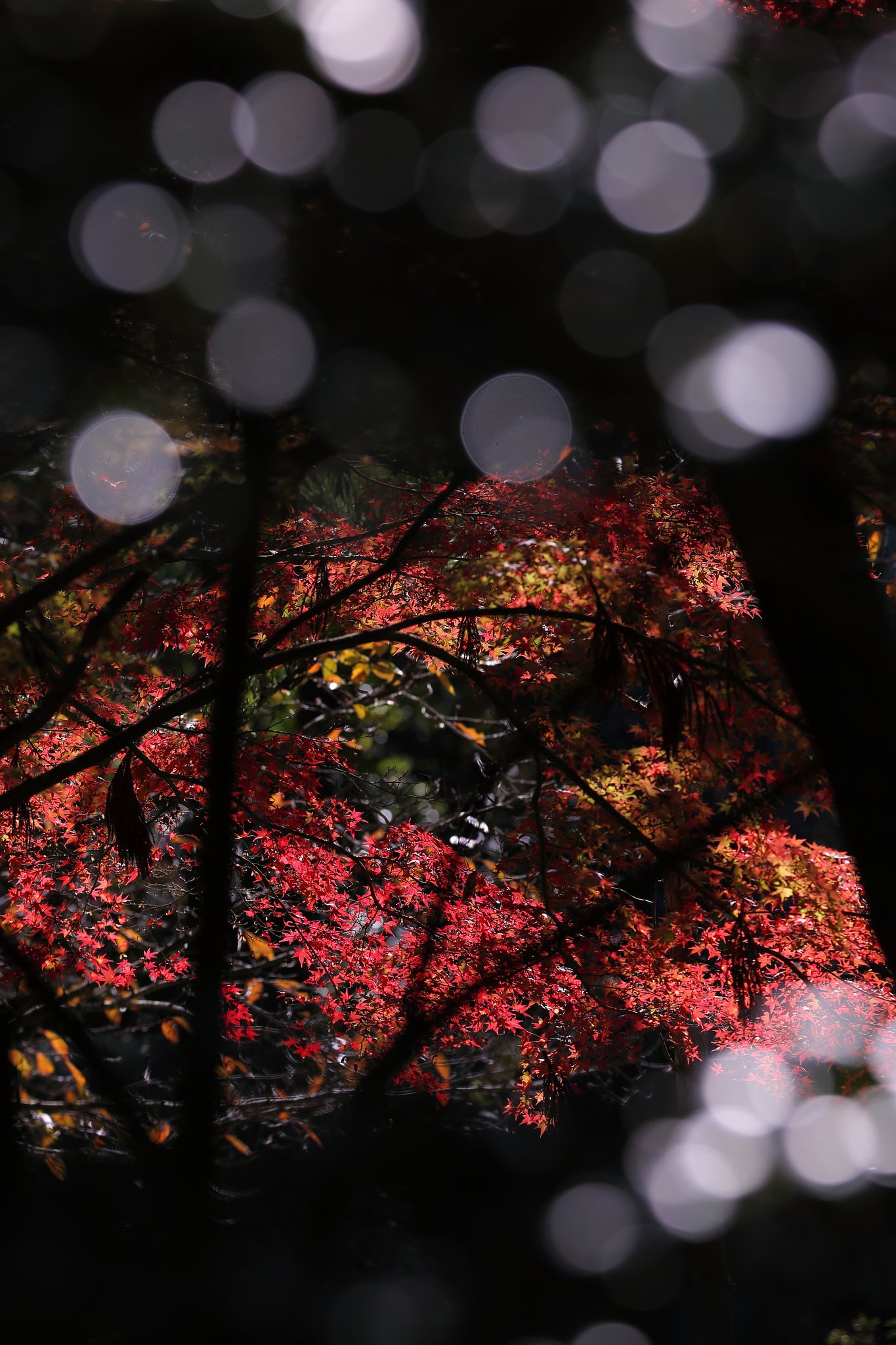 紅葉と前玉ボケ