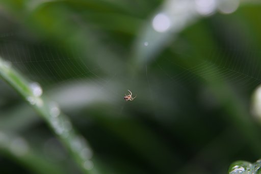仕掛け