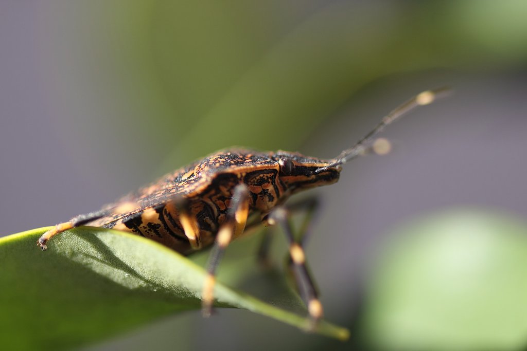 Tamron 90mm f2.8 macro 172E