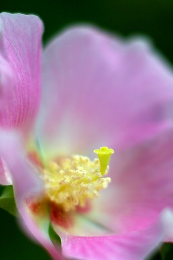 芙蓉