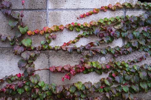 蔦紅葉