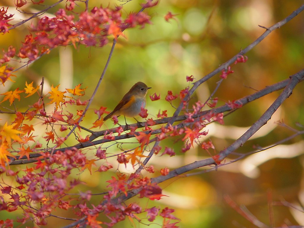 紅黄に佇む