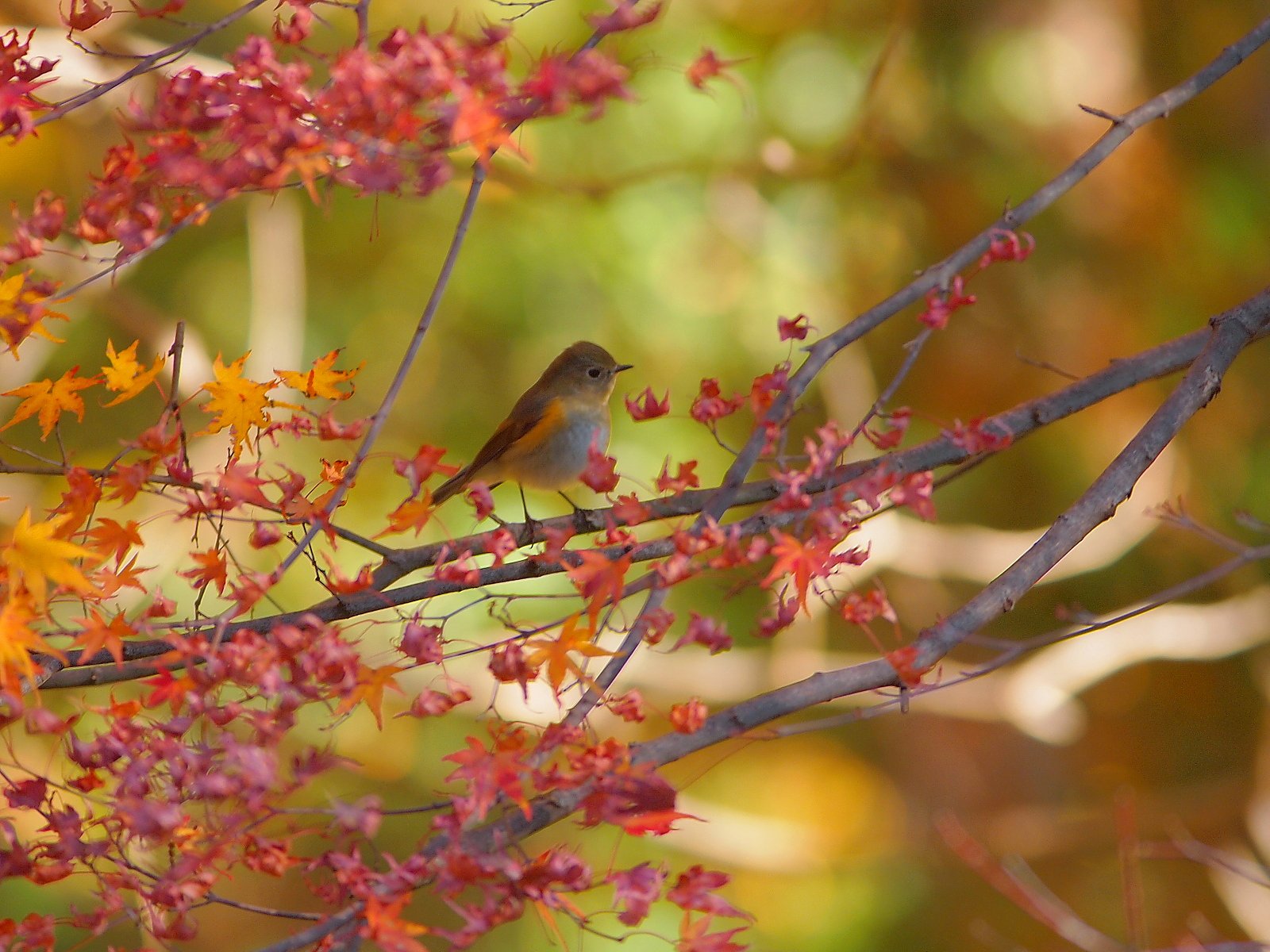 紅黄に佇む