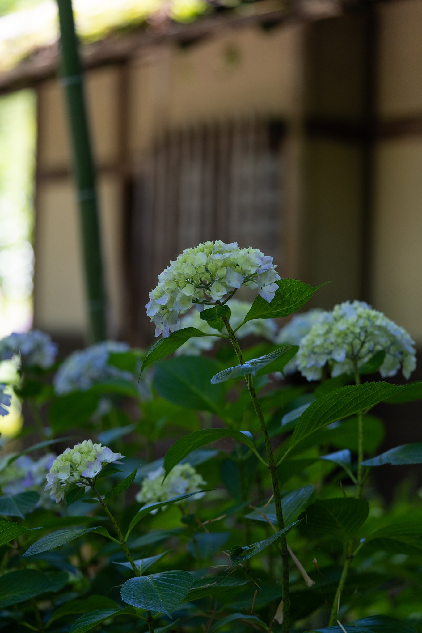 紫陽花１