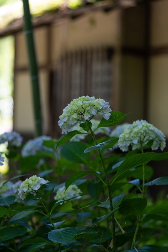 紫陽花１
