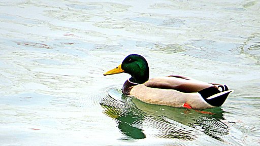 遠くのマガモ