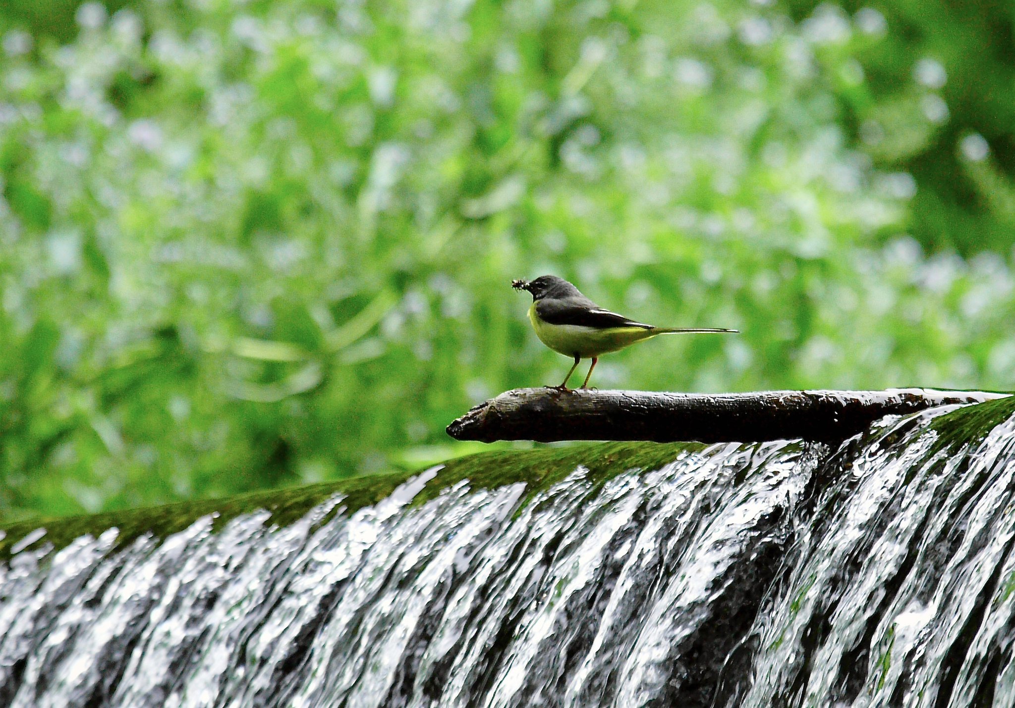 Olympus D 50-200mm f2.8-3,5  SWD