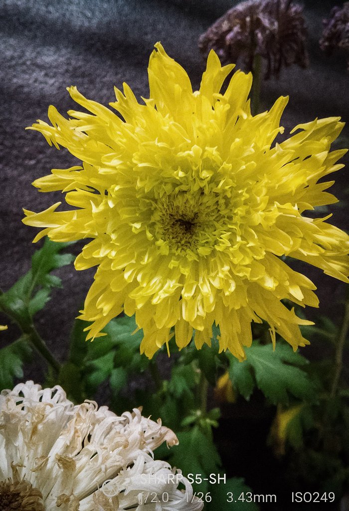 中輪の菊