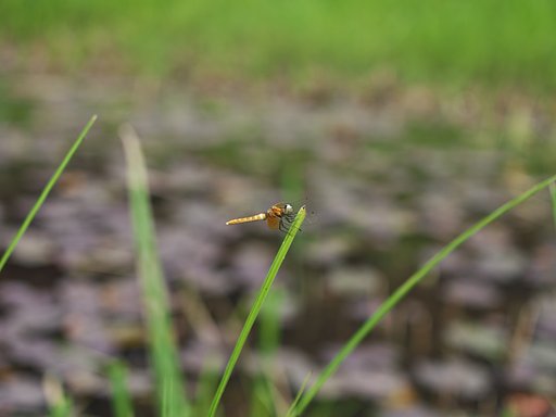 ハッチョウトンボ♀