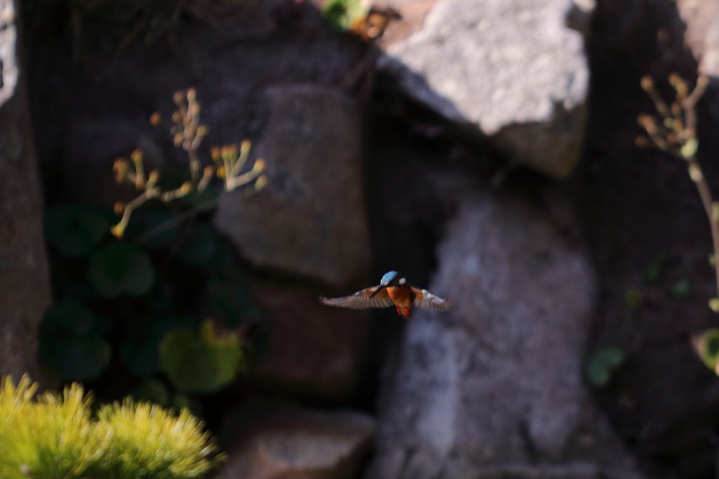 カワセミ！
