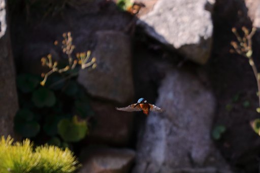 カワセミ！