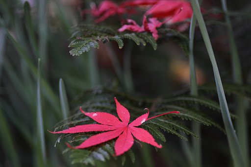 Tamron 90mm f2.8 macro 172E