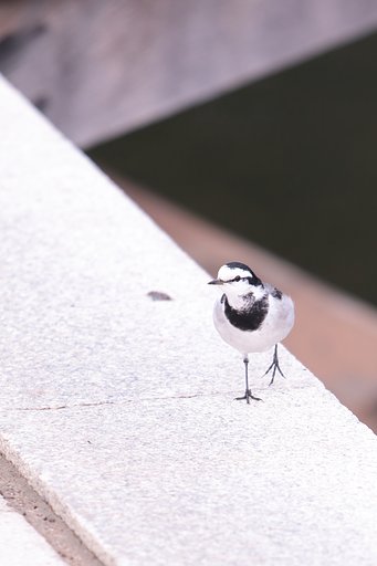 農作業のお友だち・ハクセキレイ