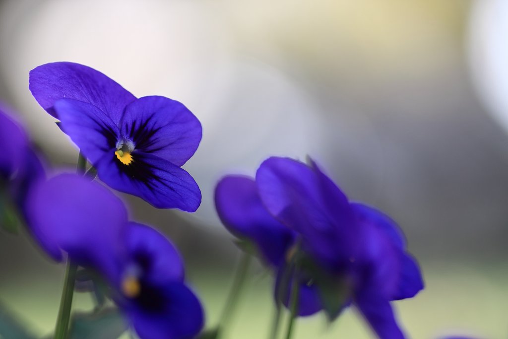 Tamron 90mm f2.8 macro 172E