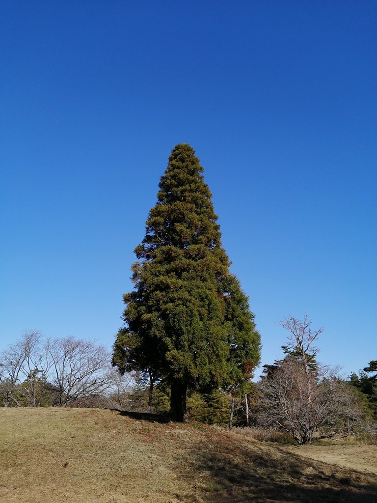 クリスマスツリーの木
