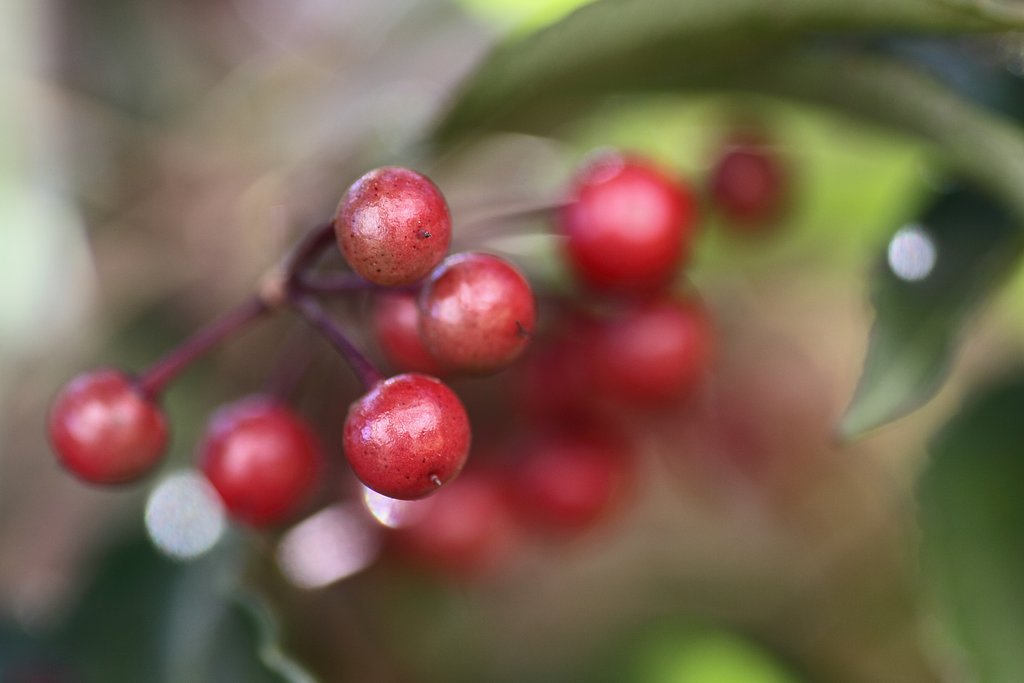 Tamron 90mm f2.8 macro 172E