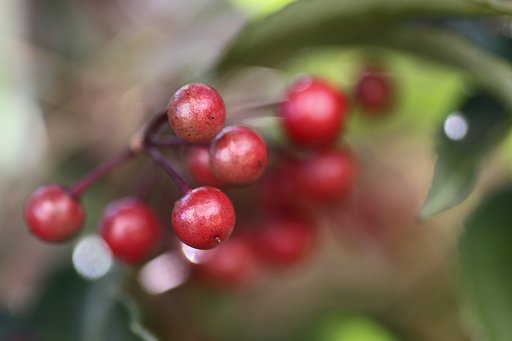 Tamron 90mm f2.8 macro 172E