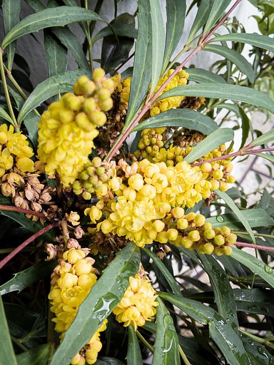 街角の冬の花。